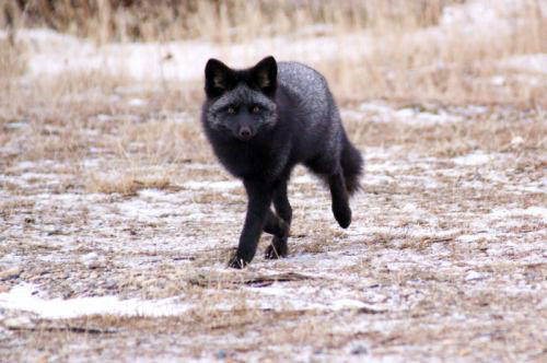 Черная лисица