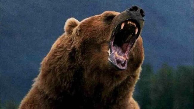 Сила медведя