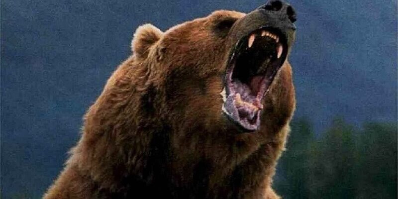 Сила медведя