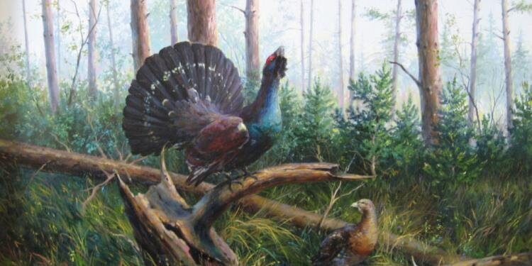 Охота на глухаря