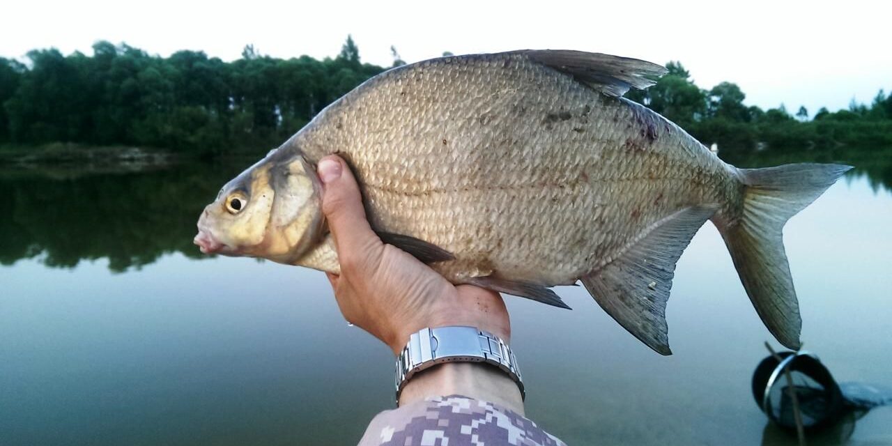 Ловля леща Ловля леща
