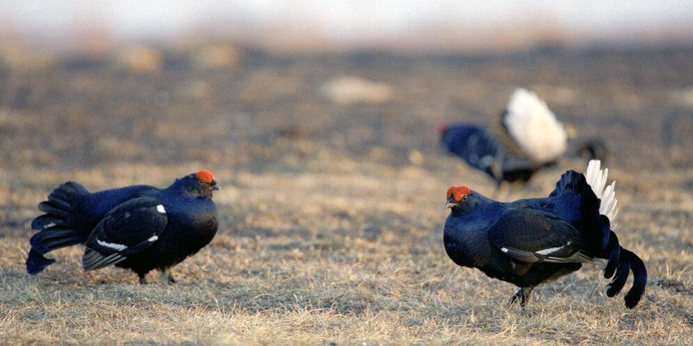 teterev Охота на тетерева